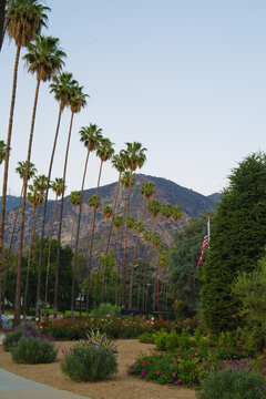 This image shows a palm tree line and garden along mendocino Lane in Altadena, California, with the San Gabriel Mountains in the background.