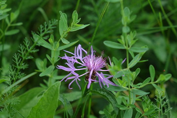 flower in the garden