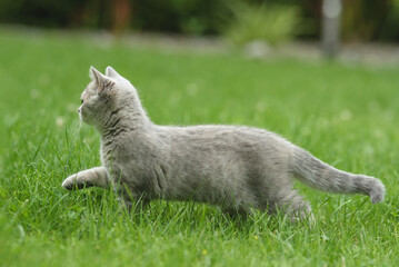 cat, animal, kitten, pet, feline, domestic, fur, pets, kitty, eyes, cute, mammal, nature, animals,...