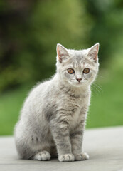 cat, animal, kitten, pet, feline, domestic, fur, pets, kitty, eyes, cute, mammal, nature, animals,...