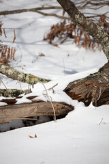 A Fallen Tree Limb in the Snow