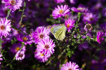 Obraz premium Green-veined white butterfly (pieris napi) perched on a pink spanish daisy in Zurich, Switzerland