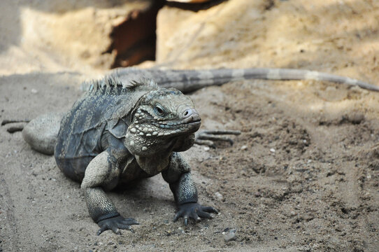 Monitor lizard