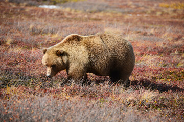 grizzly bear in denali