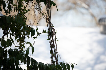 Vine in Front of Snow-Covered Roof