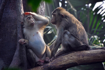 Intimate relationship of two monkeys