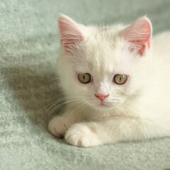 cat, animal, kitten, pet, feline, domestic, fur, pets, kitty, eyes, cute, mammal, nature, animals, eye, tabby, furry, hair, looking, ears, whiskers, cats, head, baby, shorthair, White cat, gray cat
