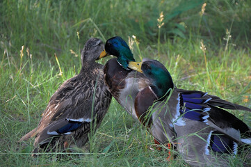 A duck and two drakes.