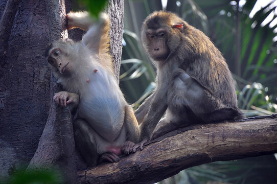 Intimate relationship of two monkeys