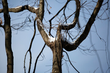 Snow-Covered Tree Limbs on a Blue Day