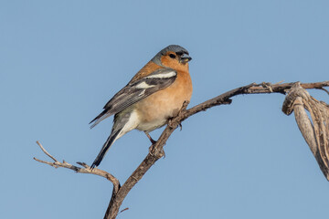 Fototapeta premium Chaffinch European Finch Bird