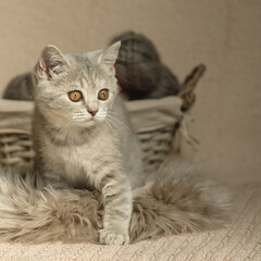 cat, animal, kitten, pet, feline, domestic, fur, pets, kitty, eyes, cute, mammal, nature, animals,...
