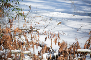 Tracks of Different Animals in the Snow