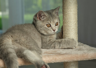cat, animal, kitten, pet, feline, domestic, fur, pets, kitty, eyes, cute, mammal, nature, animals,...