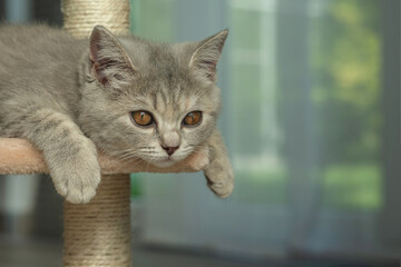 cat, animal, kitten, pet, feline, domestic, fur, pets, kitty, eyes, cute, mammal, nature, animals,...