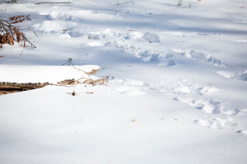 Tracks in the Snow