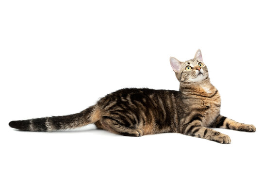 Lying cat tabby isolated on white background. Cat playful and mischievous hunts - Powered by Adobe