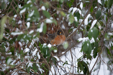 American Robin Expanding Feathers for Heat on a Cold Day