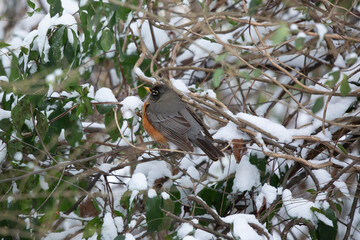 American Robin Expanding Feathers for Heat on a Cold Day