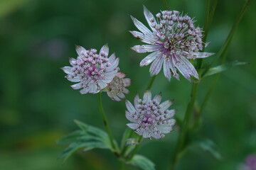 flower in spring