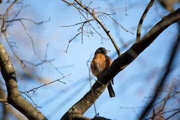 Wary American Robin