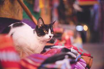 モロッコの人気観光地フェズ旧市街おみやげ屋さんの商品に座る猫