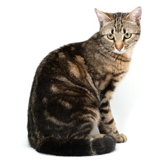 Fototapeta premium Cat tabby sitting isolated on white background.