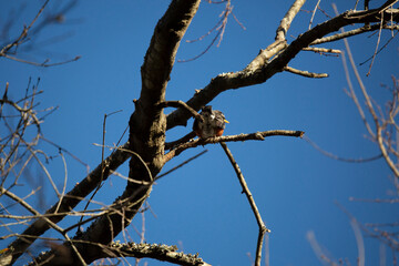 Curious American Robin