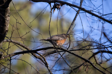 American Robin on a Branch
