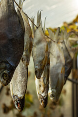Drying fish in the summer outdoors on a rope in a private vegetable garden.Russia.