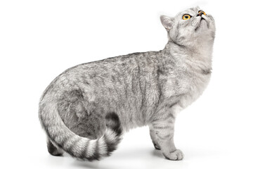 Playful cat walking and funny hunts isolated on white background. Scottish or British Shorthair grey tabby cat