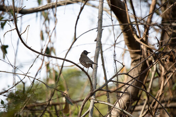 Curious Young Robin