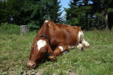 Fototapeta na wymiar Cow lying on the grass
