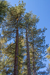 Ponderosa pine forest in Montana