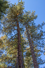 Ponderosa pine forest in Montana