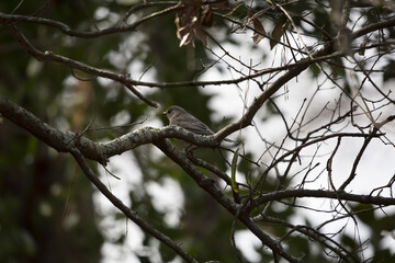 Immature American Robin
