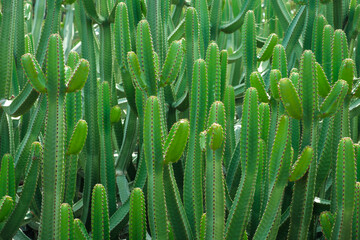 Cactus plant, Tenerife, Canary Islands .