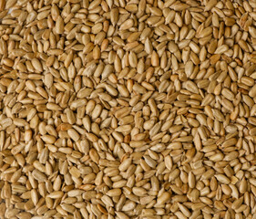 The texture of peeled sunflower seeds already fried and selected.