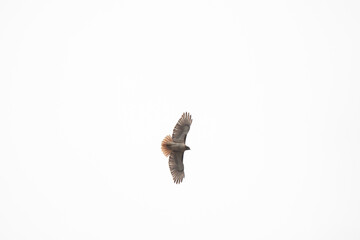Red-Tailed Hawk in Flight