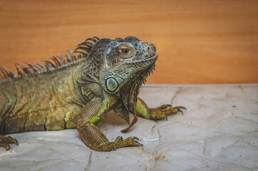 Close-up photo of a green iguana