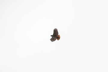 Red-Tailed Hawk in Flight