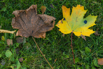 Autumn and three years old girl in a park.