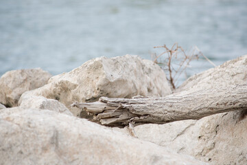 Dry branches on the rocks