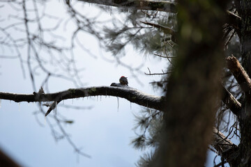 Curious Male Red-Bellied Woodpecker on a Cold Day