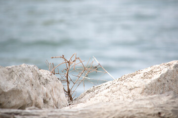 dry branch on the rocks