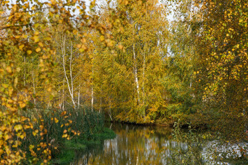 River in autumn forest with golden leaves