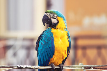 Ritratto ara pappagallo colorato