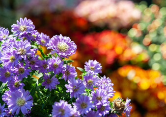 Aster is a genus of perennial flowering plants in the family Asteraceae. Blurred background.