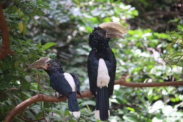Naklejka premium pair of hornbills
