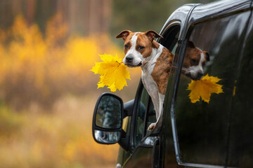 American staffordshire terrier dog sitting in a car with yellow leaves in its mouth in autumn